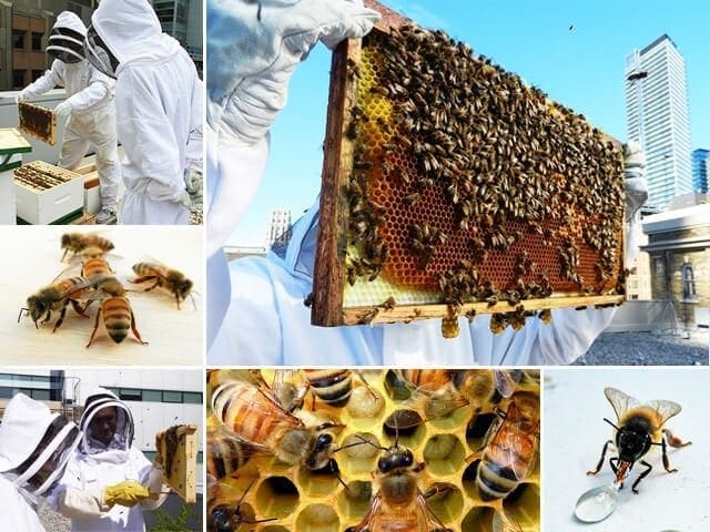 Bee Project: MaRS installs beehives on rooftop