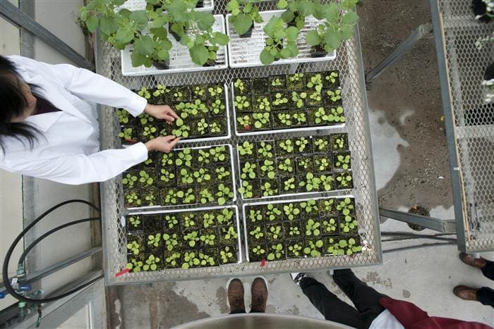 PlantForm greenhouse ontario biotech startup