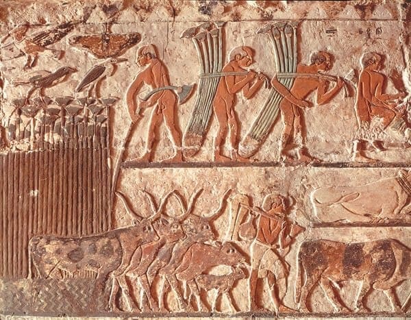 A drove of cattle from the tomb of Nefer and Kahay, Saqqara, Egypt