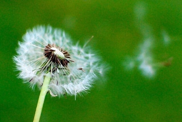 Dandelions on MaRS: The story of Specialisterne