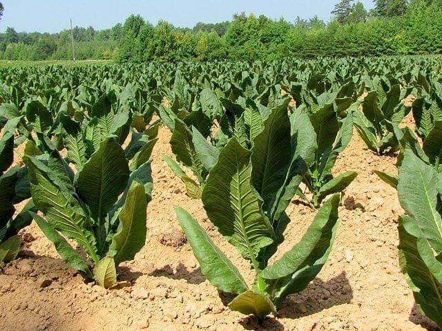 How PlantForm is using tobacco plants to develop an Ebola vaccine