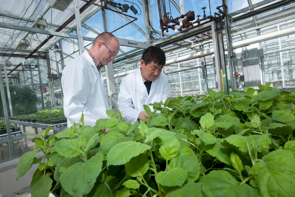 PlantForm tobacco greenhouse