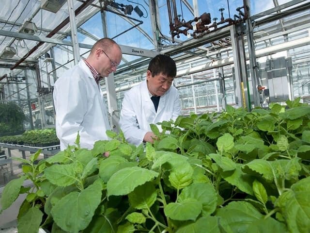 PlantForm turns tobacco plants into drugs to treat breast cancer, HIV-AIDS and the Ebola virus