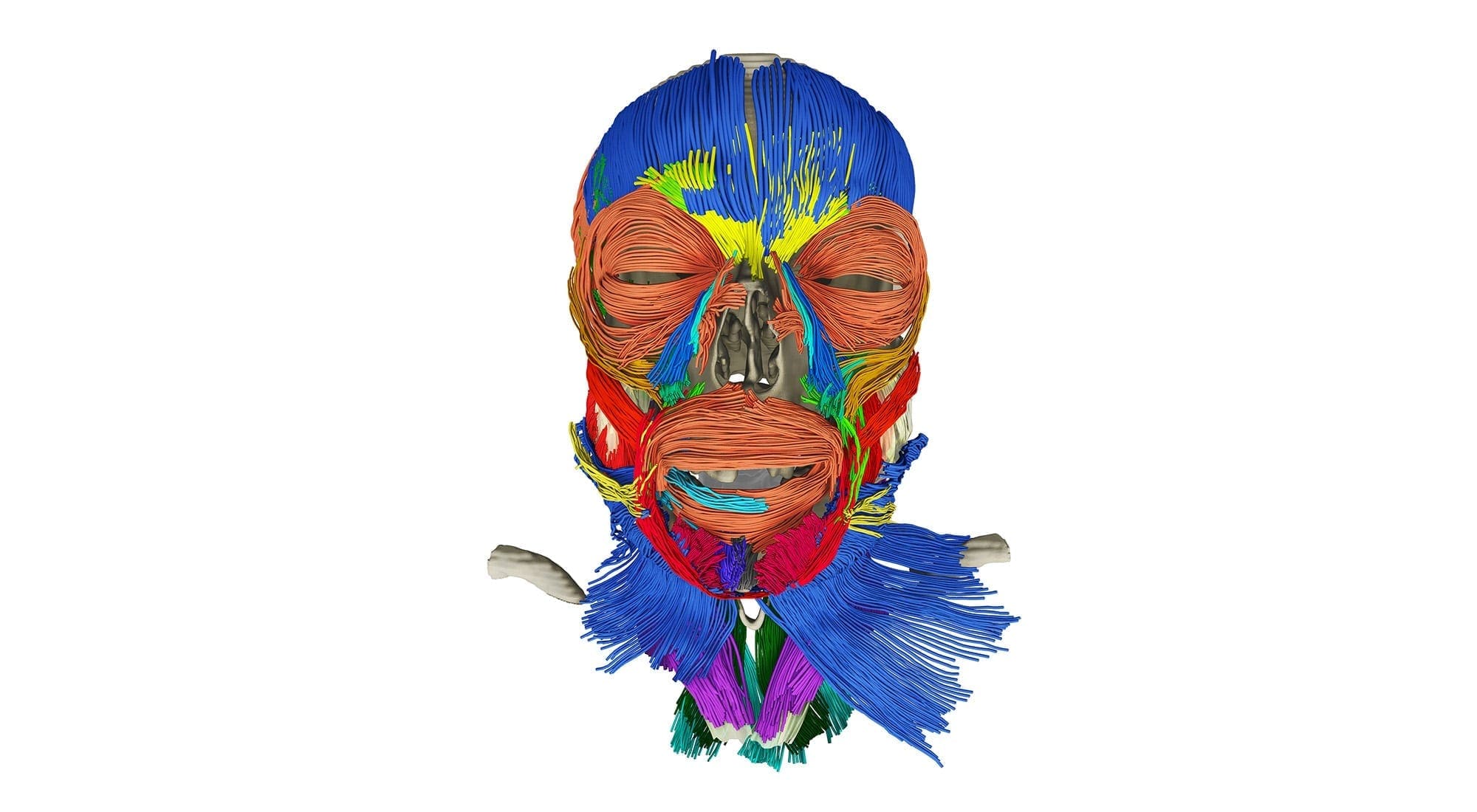 This 3D human could revolutionize precision medicine and make animal testing obsolete - MaRS Discovery District This 3D human could revolutionize precision medicine and make animal testing obsolete - MaRS Discovery District