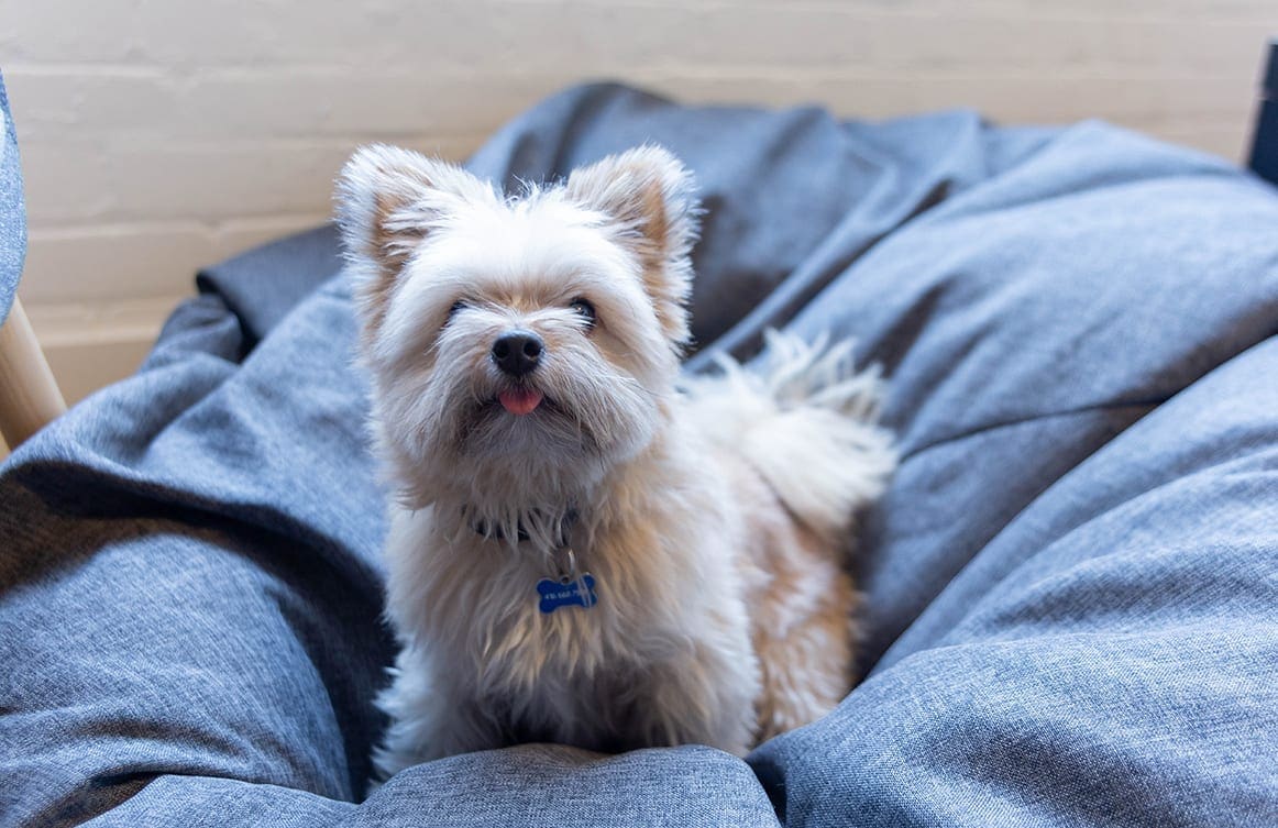 10 dog-loving Toronto startups you’ll want to work for