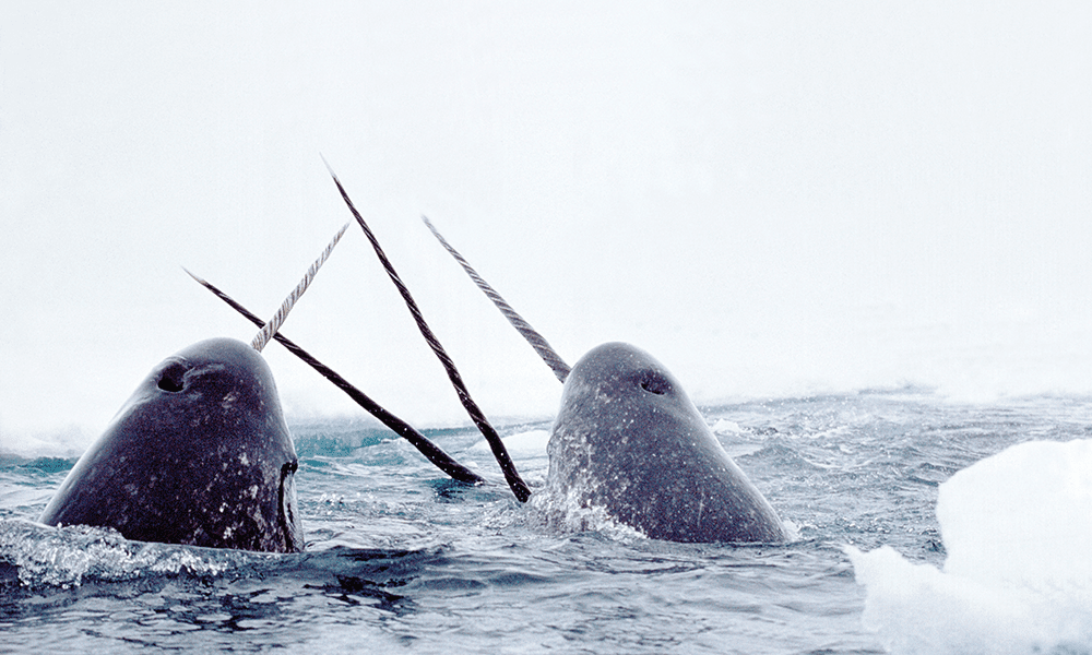 Canada’s narwhals are gaining on US unicorns