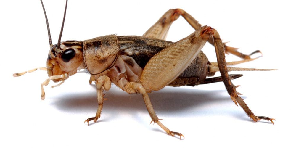 Calories from crickets: The unstoppable rise of meat alternatives