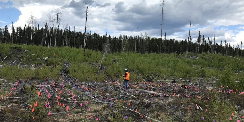After the fire: How drones and lasers can keep forests healthy
