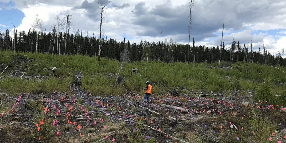 After the fire: How drones and lasers can keep forests healthy